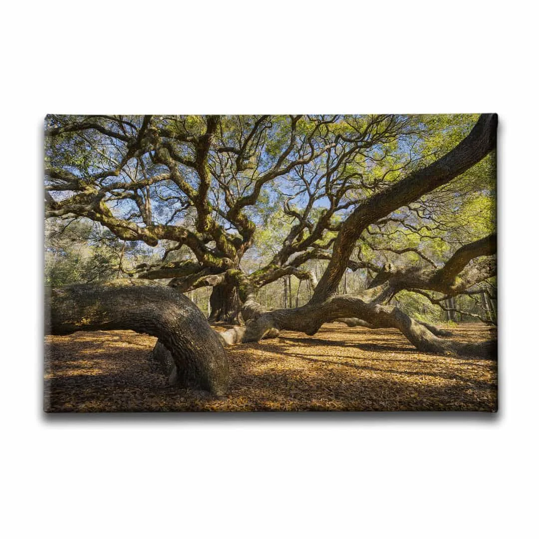 Angel Oak Manzara Tablo
