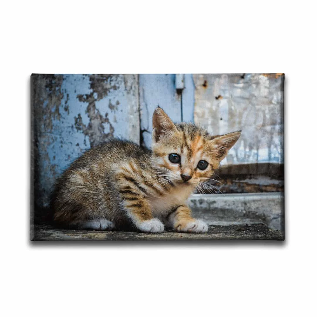 Yavru Kedi Kanvas Tablo